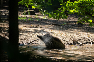 boar taking a bath