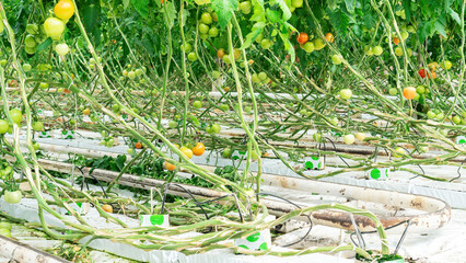Hydroponics technology for year-round growing tomatoes in a greenhouse. Close-up of a hydroponic technology device in a working greenhouse. Growing indeterminate tomato cultivars in a glasshouse.