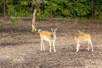 Little deer walk behind the fence closeup