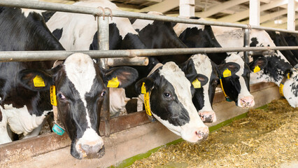 Cows in a stall close-up. Rearing livestock on dairy farms using dry feed and nutritional supplements. Use of plastic ear tags for animals counting in a large livestock farm.
