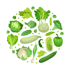 Green vegetables of circular shape. Natural healthy organic food for poster, card, banner design cartoon vector