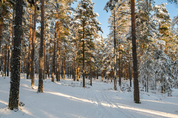 Fototapeta premium Lappohjanranta recreation area in winter, snowy forest, Hanko, Finland