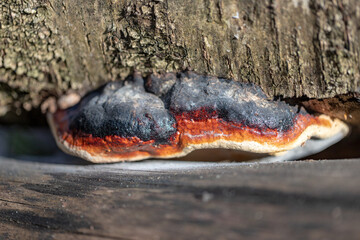 Detail shot of Fomitopsis pinicola - stem decay fungus known as the red-belt conk - obrazy, fototapety, plakaty