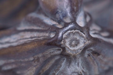 Macro photography with aquatic fruit; water caltrop or water chestnut fruit; Trapa natans