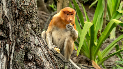 Naklejka premium Proboscis monkey eats sitting on the tree in green Borneo jungle