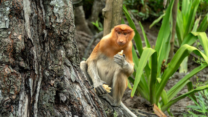 Proboscis monkey eats sitting on the tree in green Borneo jungle