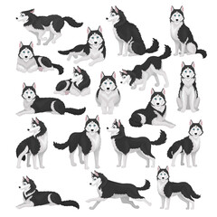 Siberian husky dog set. Active pet animal running, sitting and lying cartoon vector © Happypictures