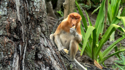 Naklejka premium Proboscis monkey eats sitting on the tree in green Borneo jungle