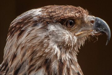 portrait of an eagle