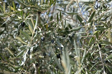 Fototapeta premium Closeup shot of black olives with green leaves on a tree