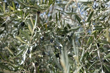 Crédence de cuisine en verre imprimé Olivier Closeup shot of black olives with green leaves on a tree