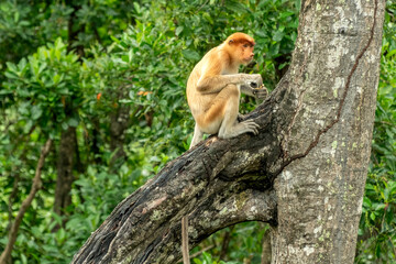 Proboscis monkey eats on the tree in Borneo jungle