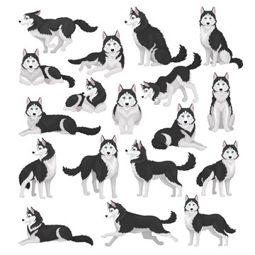 Siberian husky dog set. Active pet animal running, sitting and lying cartoon vector