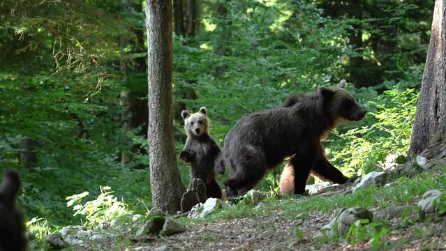 Brown bears are feeding in the forest. Bear mother with its cubs. European wildlife. 