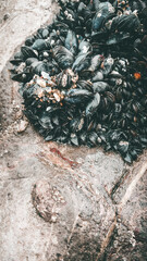 Black mussels on rocks at Worm's Head on the Gower, Wales