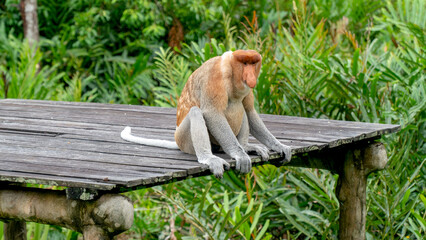 Proboscis monkey seats in Borneo jungle. © Константин Греков