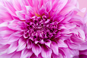 Pink flowers blossom natural background