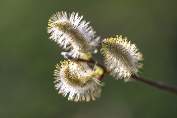 willow catkins open with pollen 