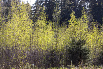 Sunlit birch grove in spring day