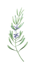 Rosemary leaf botanical watercolor paiting, PNG file transparent no background