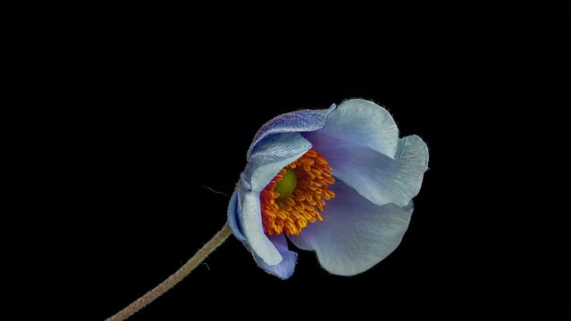 Timelapse of blooming beautiful purple pink anemone flower on black background, close-up.