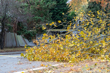 Wind Storm Fallen Treee Branches in Everett WA