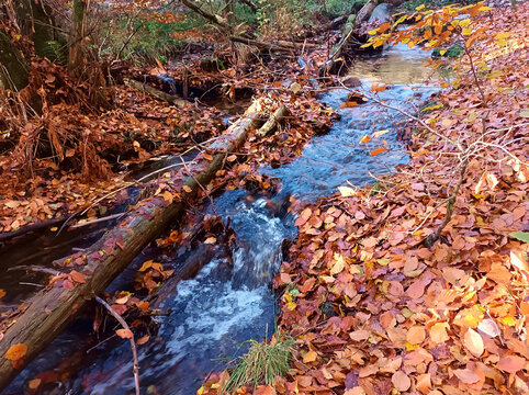 Kleiner Bach im herbstlichen Wald mit viel Laub auf dem Boden.