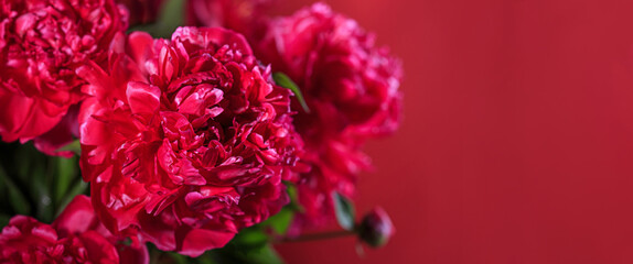 Аbstract romance background with delicate red peonies flowers, close-up. Romantic banner with free copy space for text