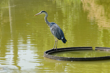 Grey Heron (Ardea cinerea) standing near a pond in Zurich, Switzerland