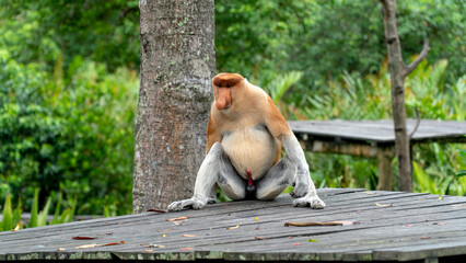 Proboscis monkey seats in Borneo jungle.