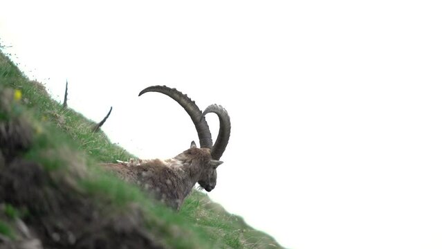 Alpine ibex in the Switzerland Alps. Steinbocks on the hillside. European wildlife during spring season.