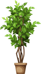 Fototapeta premium Green ficus tree. Houseplant in a pot isolated on a white background. Vector illustration