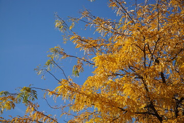coloured leafs of a tree in autumn in front of a blue sky
