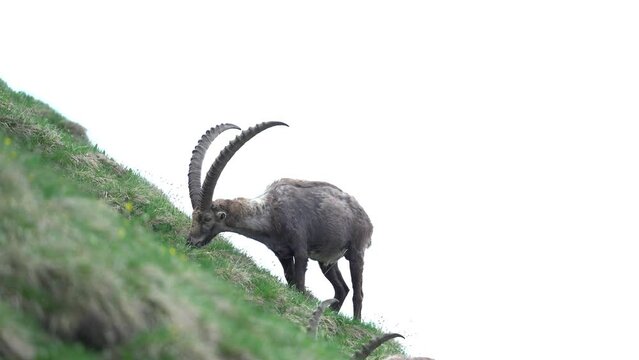 Alpine ibex in the Switzerland Alps. Steinbocks on the hillside. European wildlife during spring season.