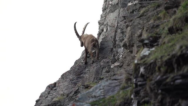 Alpine ibex in the Switzerland Alps. Steinbocks on the hillside. European wildlife during spring season.