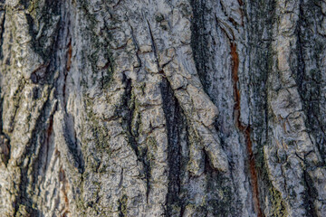 Wood background texture, tree bark backdrop.