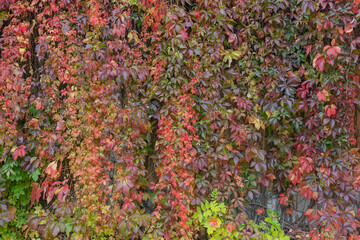 colorful autumn leaves background.