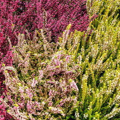  Display Of Mixed Colourful Hardy Heather Plants