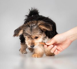 Fluffy puppy with chew stick held by a hand. Small puppy dog playing with pet owner while chewing or biting a stick. 4 months old male Morkie dog. Fluffy puppy teething. Selective focus.