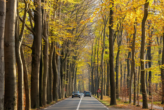 Cars On Forest Road In Autumn Near Utrecht In The Netherlands