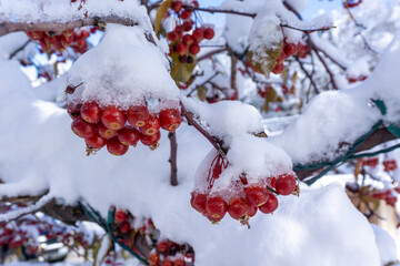 Winter's first now covering red berries