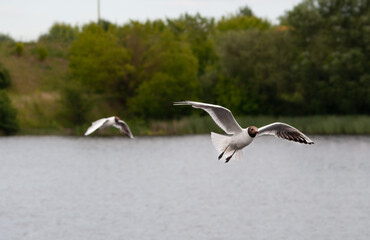two flying seagulls