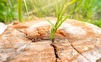 Close up view with flare on top. Grass growing emerged from the cracks of stump cut causing gap.