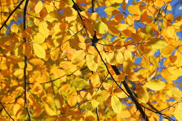 Autumn leaves. - 547778960