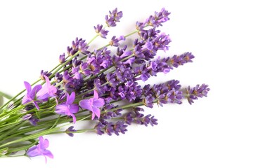Blooming lavender.