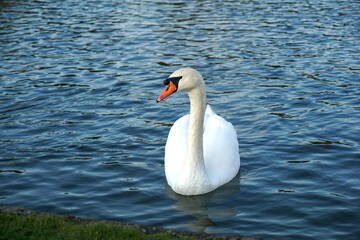 Obraz premium Adult white royal swan swim in a lake