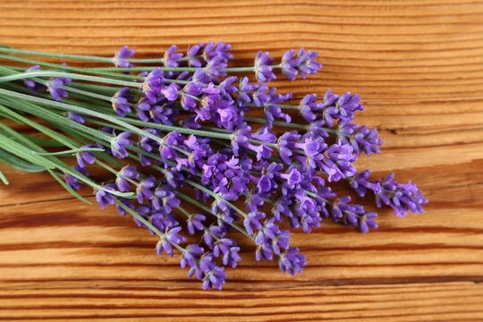 Blooming lavender.