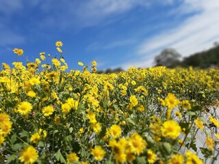 field of dandelions