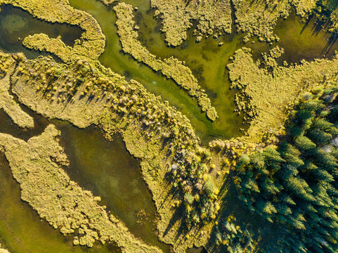 A drone view of the river in the woods. An aerial view of an autumn forest. Winding river among the trees. Turquoise mountain water. Landscape with soft light before sunset. Alberta, Canada.