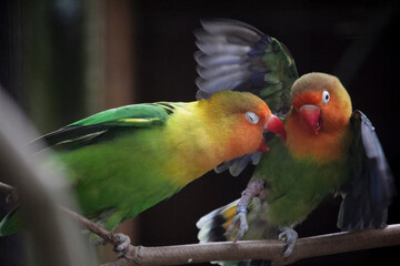 Fischer's Lovebird. Agapornis Fischeri. High quality photo